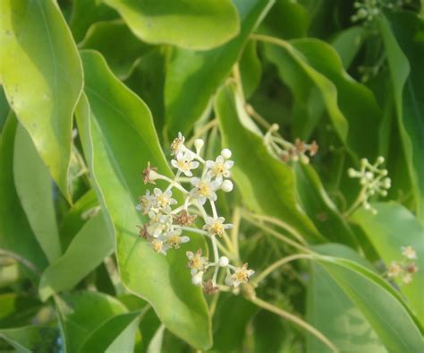 樟樹開花